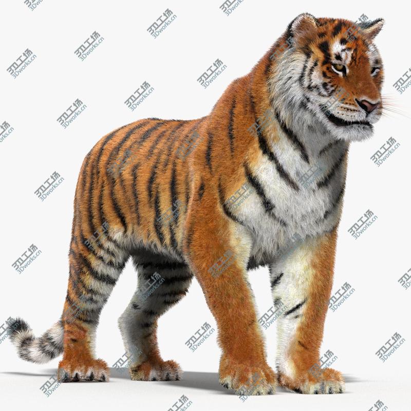 images/goods_img/20210319/Tiger (Rigged, Fur)/2.jpg